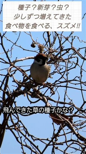 少しずつ増えてきた食べ物を食べるスズメ‼