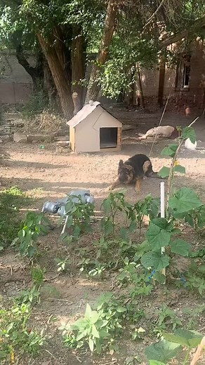 Robot 🤖 dog 🐕 VS real Dog | Gyanchandra Basnet