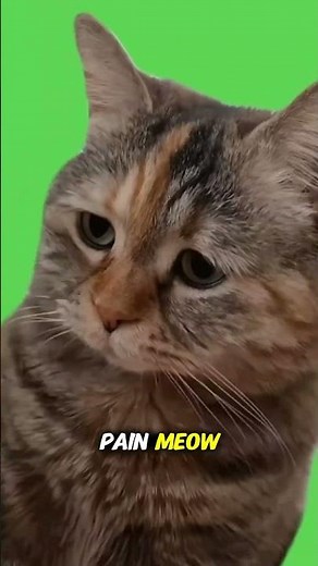 Cardi B Explains Her SAD CAT Noise 😭🐱 — “Eeow!”