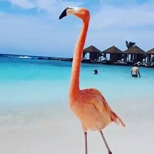 25 reactions | Flamingo Beach op Aruba! Staat dit ook op jouw bucketlist?  | Reisbureau Reisgraag.nl | Facebook