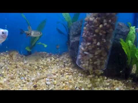 How To Gravel Vac Your Aquarium!