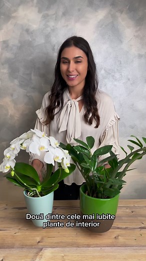 88K views · 1.4K reactions | O plantă cu flori sau o suculentă? Află care este cea potrivită pentru tine! 華 #MagnoliaVideo | Florăria Magnolia | Facebook