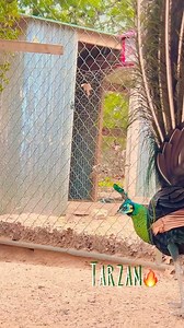 Java green peacock Tarzan knows he’s amazing! When he displays his train 🪶 feathers you can feel the proud power he displays! I think peafowl are amazing! Happy first day of Spring! Your friend Amy! | Amy Mayfield