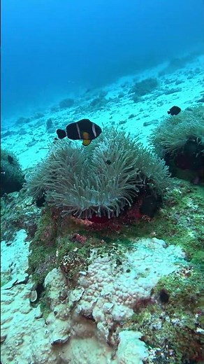 SEA Anemones Incredible