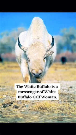 White animals are messengers of unavoidable change. Many white or leuchistic animals are making their presence known around the world to signal the collapse of what no longer serves the Earth or Her children: the Plant, Animal, Spirit, and Elemental Nations. The shift is here. Are you ready? #whitebuffalo #message #warning #change #prepare #culture #Lakota #Dakota #whiteanimal #leuchistic #meaning | Stephanie Big Eagle