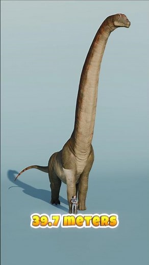 Long Neck Dinosaurs | Amargasaurus Vs Argentinosaurus