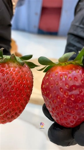 Made fresh using fruit only