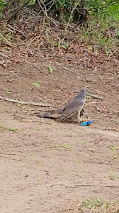 Not something we see every day! 🤠 African goshawk vs Southern tree agama 🦎🦅 🎥 by ranger @g_van_r . . . #MalaMalaSafariMoments #MalaMalaGameReserve #ItsAllAboutTheWildlife #safari #bucketlist #meetsouthafrica #southafrica #nature #wildlife #photosafari #luxurysafari #africansafari #travel #explore #wildlifephotography #birds #birdsofprey | MalaMala Game Reserve