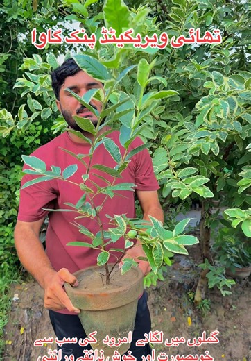 Explore Beautiful Thai Varieties at Thakadar Nursery Farm