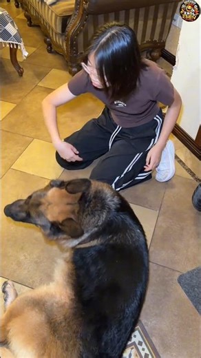 The Special Bond Between a Girl and Her German Shepherd! 🐾#DogLife #CuteAnimals
