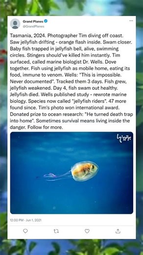 Inside the Jellyfish: A Fish’s Surprising Home#UnderTheSea #OceanMagic