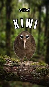 The bird that SHOULD NOT EXIST #kiwi #birds #facts