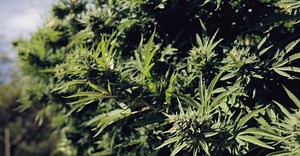 Flow Kana envía marihuana medicinal a domicilio