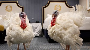 2018 National Thanksgiving Turkey: Fun facts about the ceremony