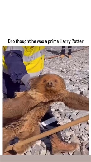 WildLife WondersHub🦚 on Instagram: "This hilarious sloth just gave us the most magical moment! 🦥😂 It grabbed onto a shovel, and when a worker picked it up, it looked like it was levitating—almost like riding a Harry Potter broomstick! The slow-motion movement makes it even funnier, and viewers can’t stop laughing at this unexpected scene. Pure comedy gold! #SlothLife #HilariousAnimals #MagicSloth #FunnyReels #AnimalComedy #WholesomeLaughs #ViralMoment #TooFunny #UnexpectedComedy"