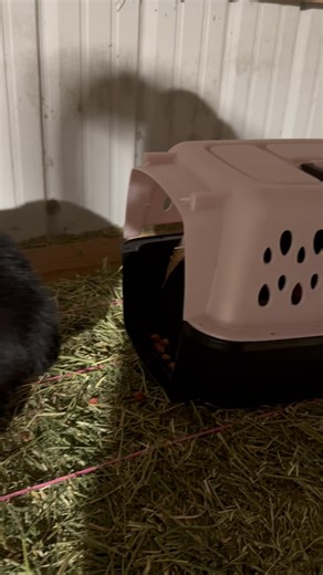 Eclipse is making her way | From Suits to Boots