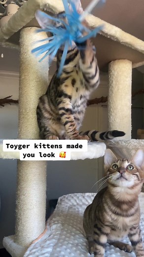 Adorable Toyger Kittens Ready for Loving Homes