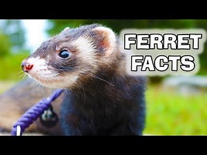 Before You Buy a Ferret Watch this Video