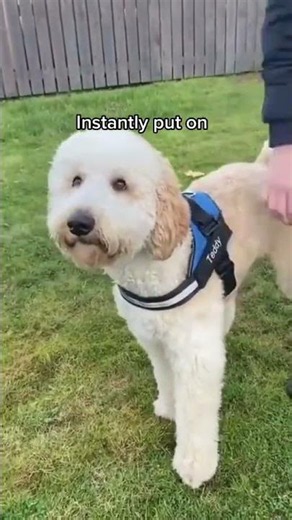 The Best No Pull Dog Harness for Every Walk 🦮
