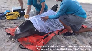 Dolphins continue to die in Indian River Lagoon, report says
