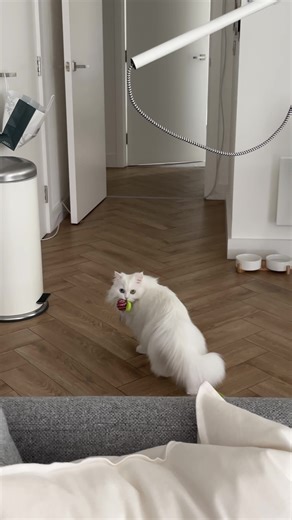 Mia's Adorable Cat Playtime Request