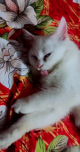 😂😂😂😂😂#pakistani_tik_tok🇵🇰🇵🇰 #shonawchaudhryfam #foryoupage #trending #topigang #shonawchaudhryfam #trnding