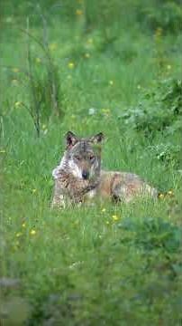 Why Dogs Make Perfect Pets but Wolves Don’t: The Science Behind Domestication