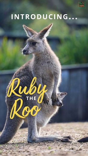 66K views · 2.5K reactions | Meet little Ruby the Roo輦 Ruby is a six-month-old Eastern Grey Kangaroo joey. Soon, she'll be venturing out of mum's pouch and taking her first hops!輦輦輦 #ComeAndSayGday #SeeAustralia Australia.com Happy World Kangaroo Day | Australian Reptile Park | Facebook