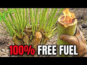 This Tree Regrows EVERY YEAR. Free Fuel Forever. Why Don't They Teach This?