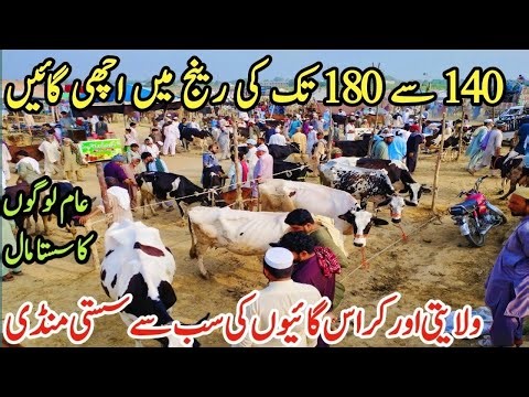 Gondal Mandi latest update 11Jan 2026!Low and Middle Prices MilkingCows!Cow sale in Punjab today!