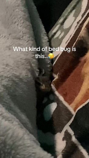 Discovering a Unique Ball Python