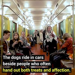 Here they would be removed and who knows what would happen to them ... Interesting solutions ... I pray for Love and Peace to all beings! If you happen to be riding the subway in Moscow be sure to bring along a dog biscuit or two. Strays in the city know how to get around on the subway, which makes it official: commuting is for the dogs. #awesome For more on the story: https://www.interestingshit.com/culture/moscows-stray-subway-riding-dogs Suggested by: Kamal Shah of Oakland, CA | Breathing for