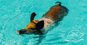 Staniel Cay Tours: Pigs, Nassau, & More | 3N's Vacations