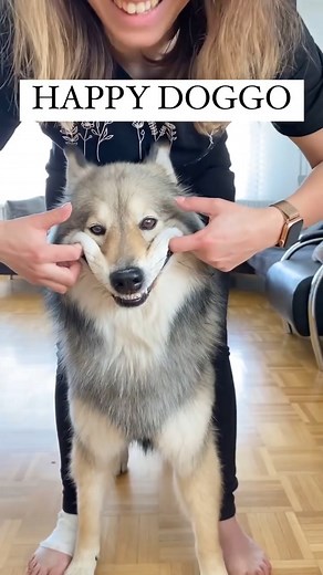 24K views · 649 reactions | Happy wolfdog | We are the Alpha Wolves | Facebook