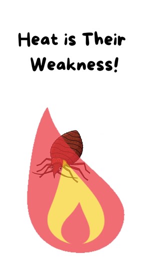 Did You Know Bed Bugs Can Survive Heat Too?