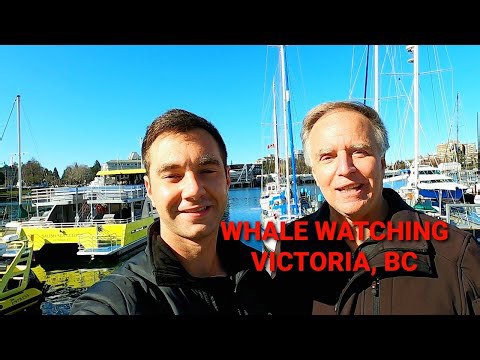 Whale Watching in Victoria, British Columbia - What to do in Victoria