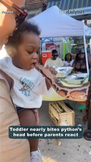 Toddler nearly bites python head before parents react