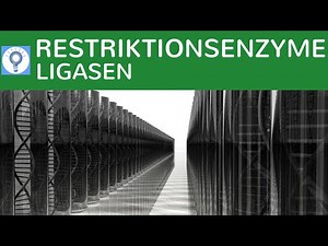 Restriktionsenzyme & DNA-Ligasen einfach erklärt - Werkzeuge, Methode, Grundlagen der Gentechnik 1