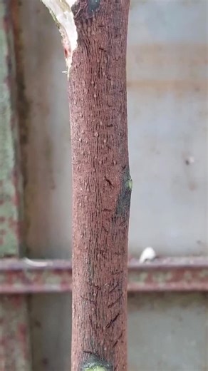 #Grafting technique 😍