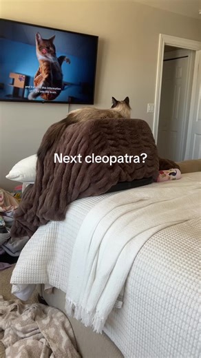Is she the next Cleopatra cause she’s a goddess#cat#cleopatra#goddess#funny#cute#fypシ゚viral