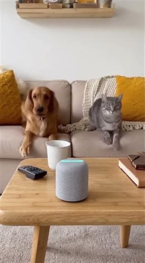 Funny Dog and Cat Dance Off: Looping Beat Duo in the Living Room