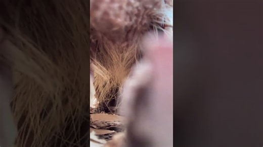 Watch an armadillo tackle an unexpected mission with determination