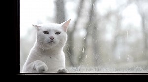 1.8K reactions · 456 shares | When life is hard to cats, we need your help to keep them safe. Please sponsor one today. | Cats Protection | Facebook