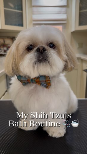 My mom finally recorded my bath routine. 🫧🛁🧼 I wish I was a wash n go type 🤣😱 I hope you like it 🥰 #shihtzus #shihtzulovers #shihtzugram #shihtzusofinstagram #shihtzunation | masontheshihtzu1