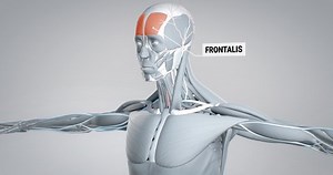 Anatomy Head Face Frontalis Detailed Display Stock Footage Video (100% Royalty-free) 1087053686 | Shutterstock