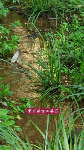 早朝の等々力渓谷 (06) 🌿癒しの自然🏔️東京23区唯一の自然渓谷が3年ぶり完全再開！💧湧き水、竹藪