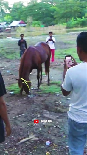 Pejantan 3G Stable Bima #edit #horse #funny #viral #art #trending #family #cute #workout #anime