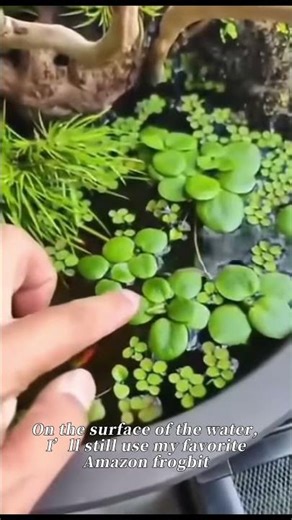 Ultimate Guide to Ancient Aquaponics | DIY Fish Pond Tank Tutorial#fish #shorts #fyp #foryou