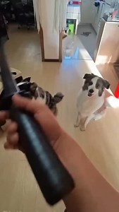 20K views · 5.6K reactions |  Achchhi acting kiski hai..?藍(Voice over vdo..)Il #shorts #shyamji #funny #dogs | Shyamji Maurya | Facebook