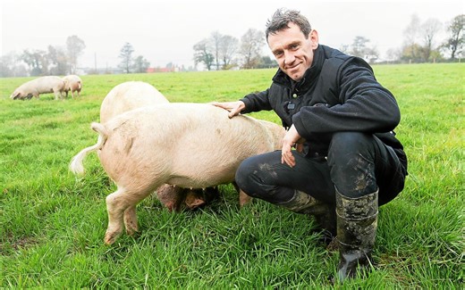 À Châteaulin, Loïc lance un élevage de porcs en plein air, une rareté en Bretagne